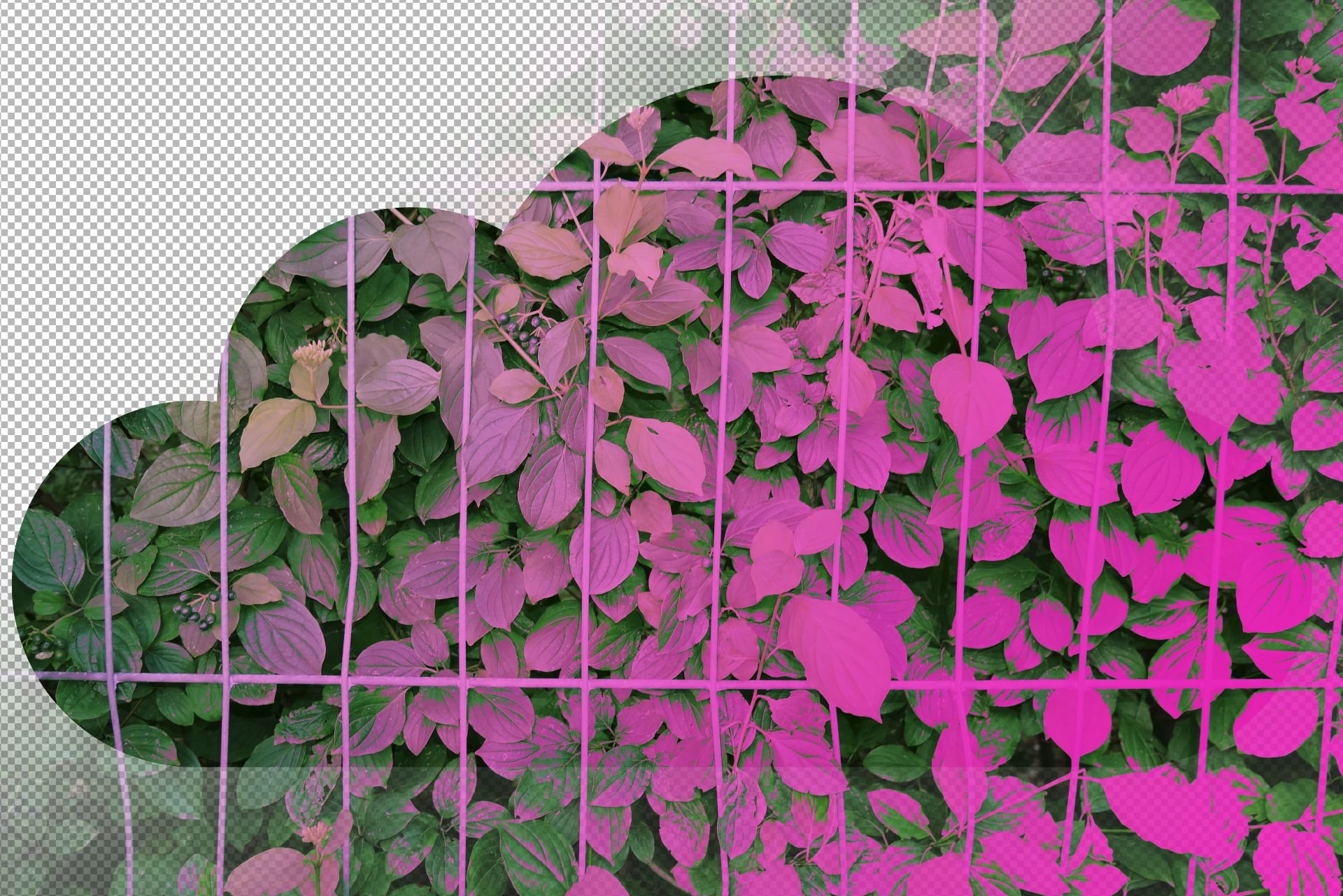 eeefff, Cloud Bushes, 2017